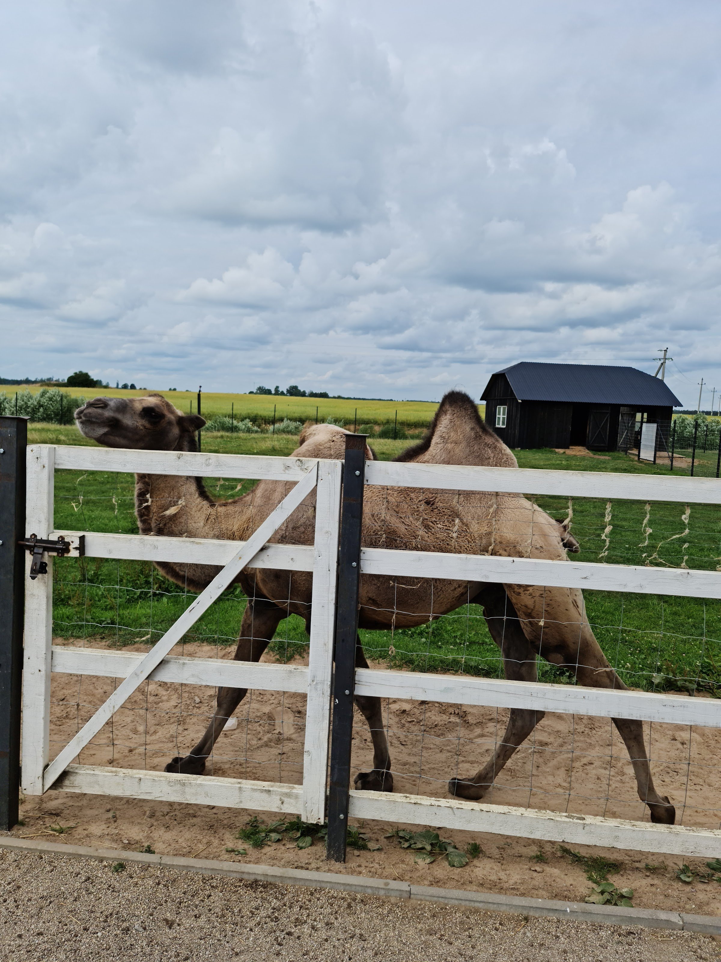 Dargaičių mažasis zoologijos sodas „Alpakų auginimas“